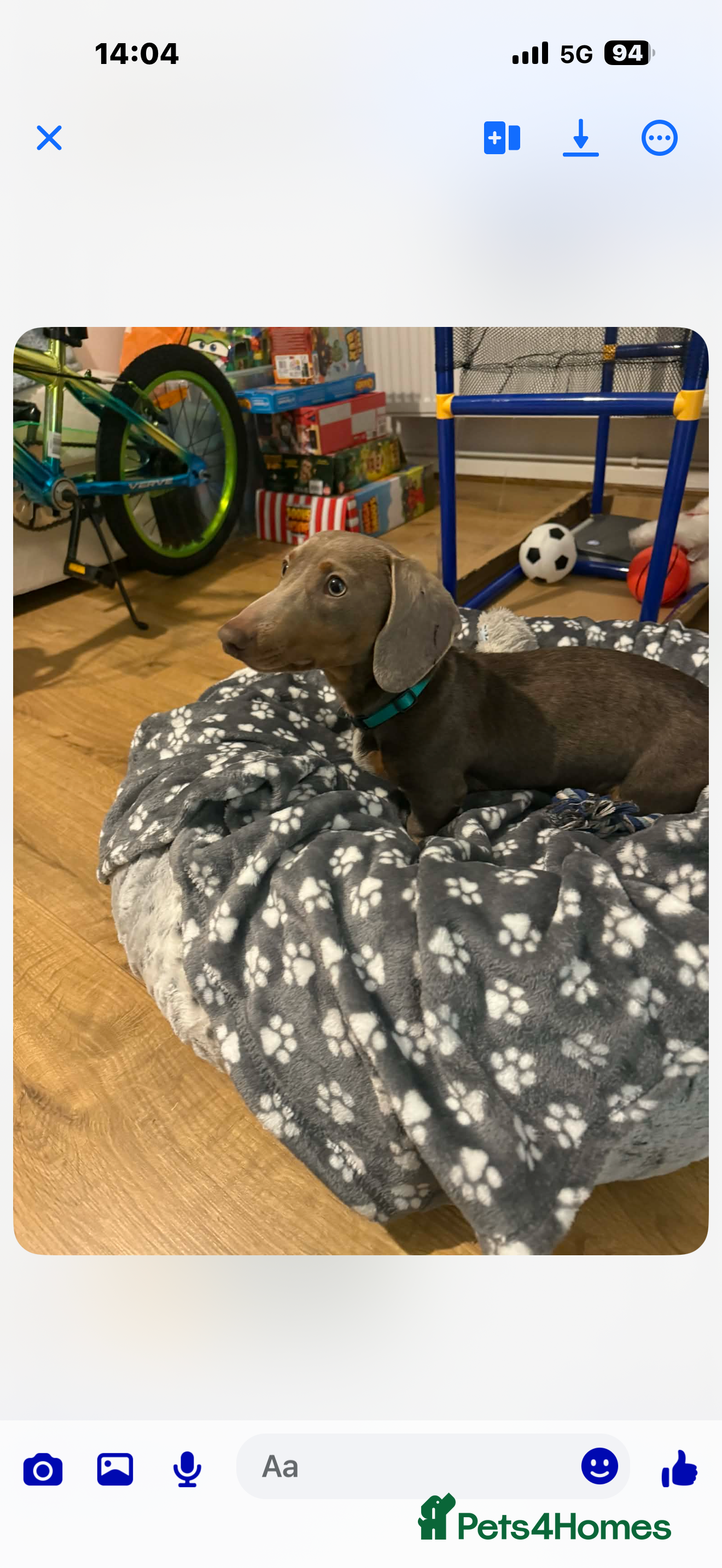 Dachshund dogs Miniture in Shrewsbury - Advert 7