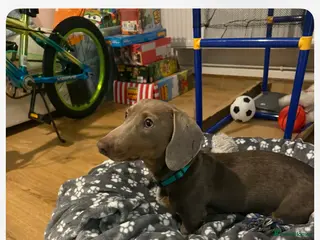 Dachshund dogs Miniture in Shrewsbury - Advert 2