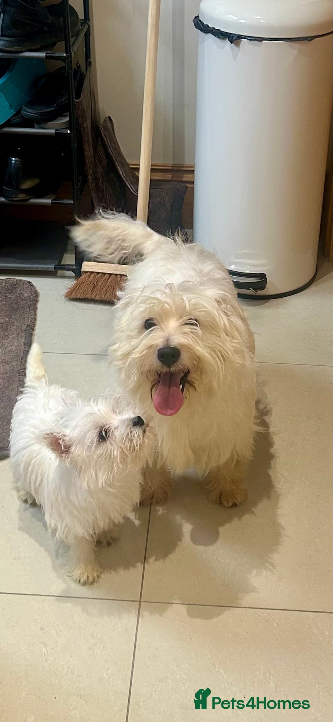West Highland Terrier dogs for sale: 🐾💙Very Handsome Westie Boy Ready Now 💙🐾 - Advert 12