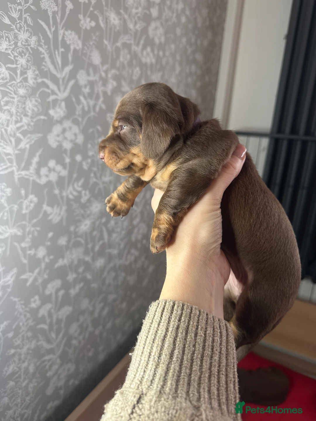 Miniature Dachshund dogs for sale: 3 beautiful miniature dachshund girls.  - Advert 8
