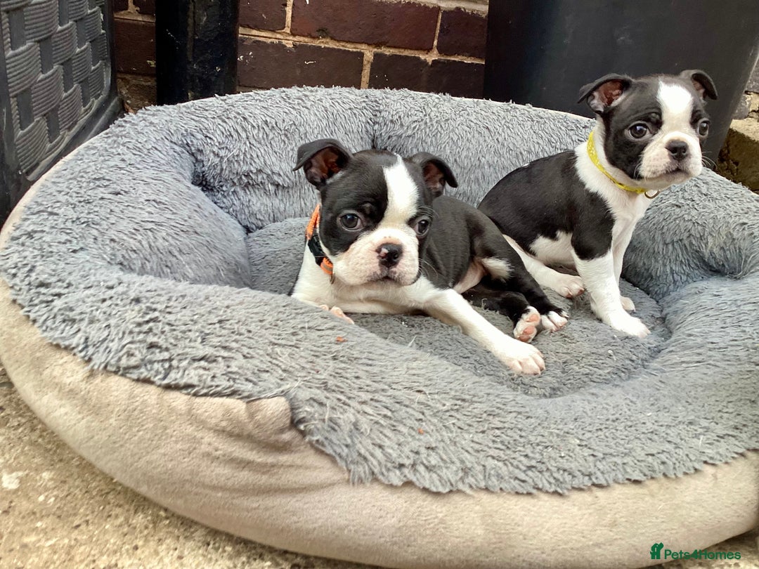 Boston Terrier dogs for sale: 9 BEAUTIFUL BOSTON TERRIER PUPPIES (4 GIRLS LEFT) - Image 4
