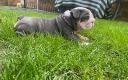 English Bulldog dogs for sale: *REDUCED* English Bulldog Puppies - Image 17