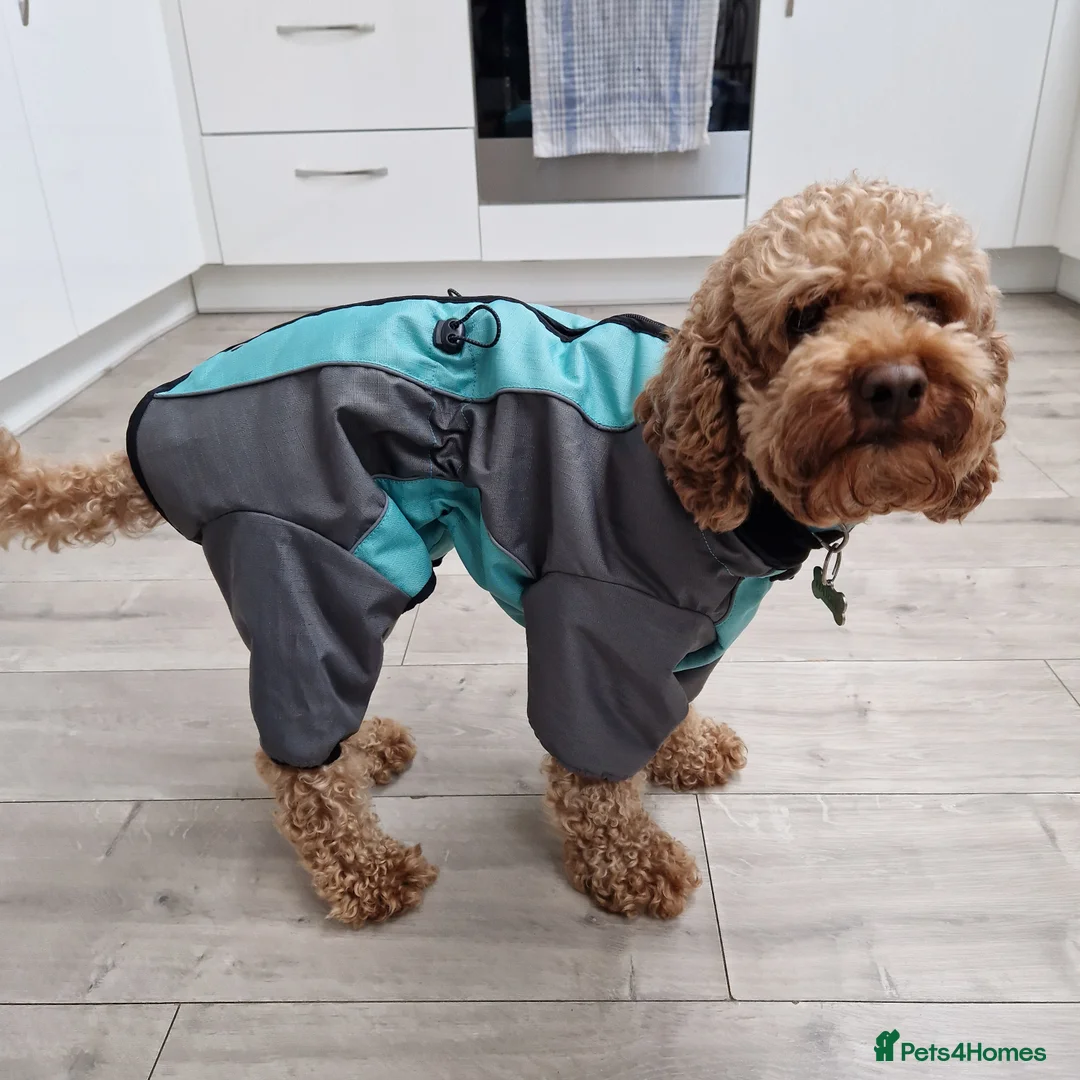 Miniature Poodle dogs for stud: KC DNA tested proven RED miniature poodle stud in Manchester - Advert 2