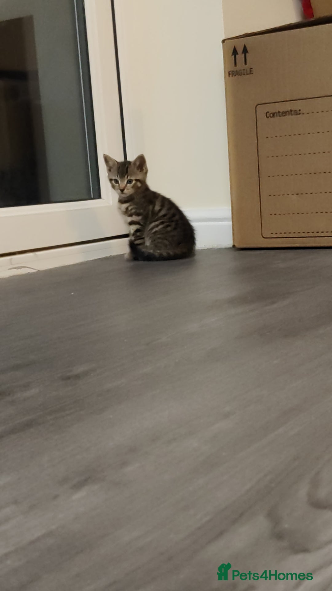 British Shorthair cats for sale: 12 weeks old - Image 4