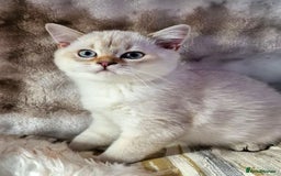 British Shorthair cats for sale: GOLDEN & COLOURPOINT BSH KITTENS, READY TO GO! - Image 20