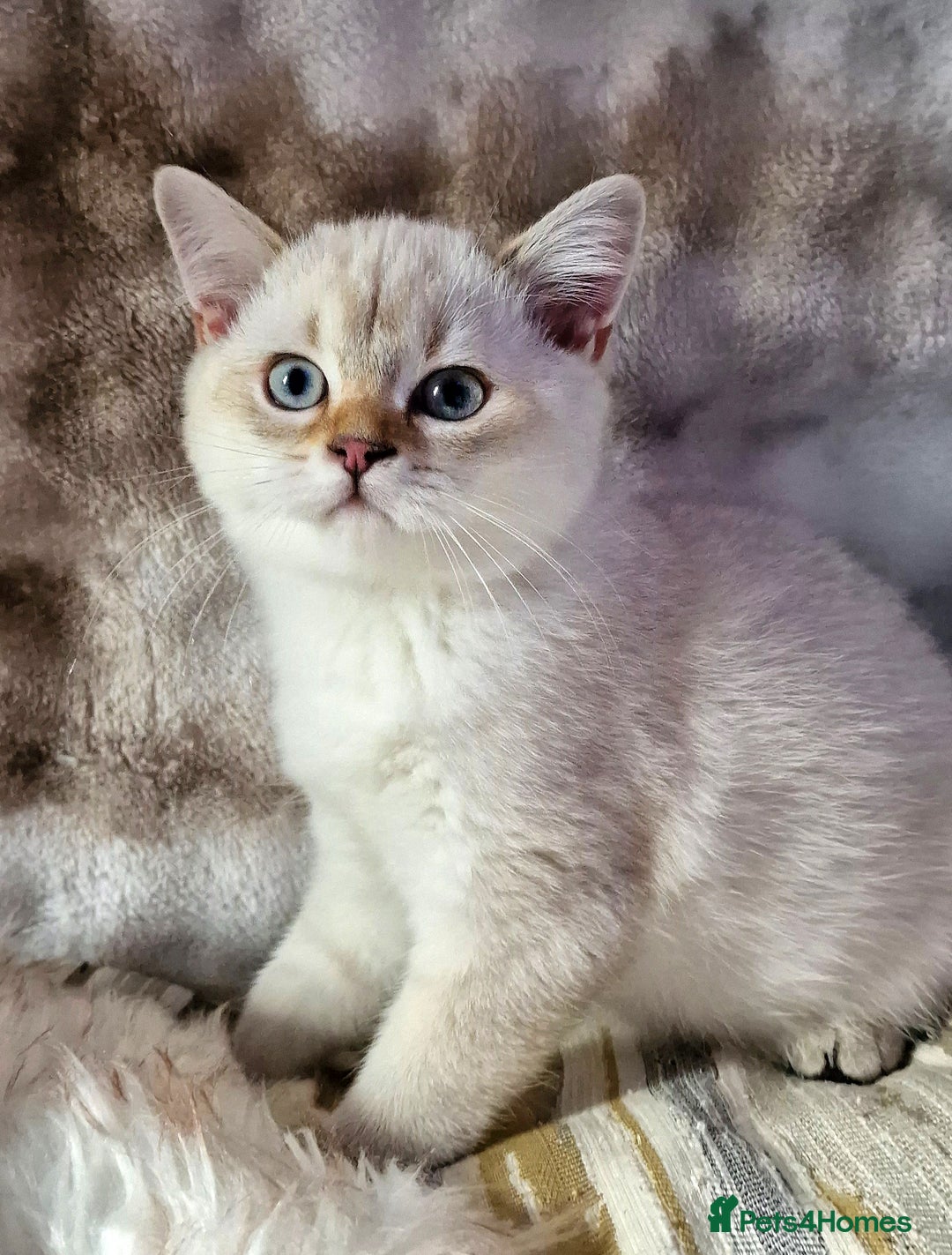 British Shorthair cats for sale: GOLDEN & COLOURPOINT BSH KITTENS, READY TO GO! - Image 20