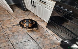 Cocker Spaniel dogs for sale: 6mnth Male Cocker Spaniel - Image 7