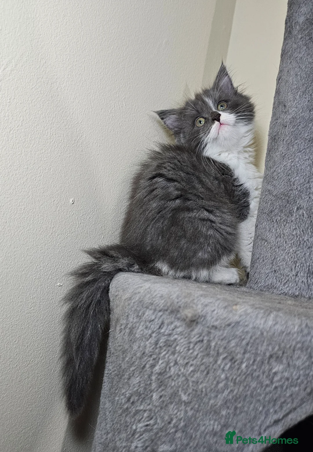 Mixed Breed cats for sale: MAINE COON ANGORA  - Advert 1