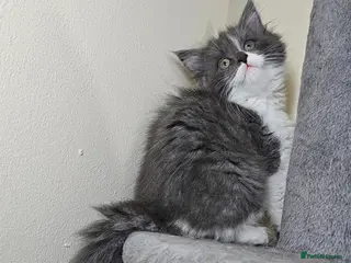 Mixed Breed cats MAINE COON ANGORA - Advert 14