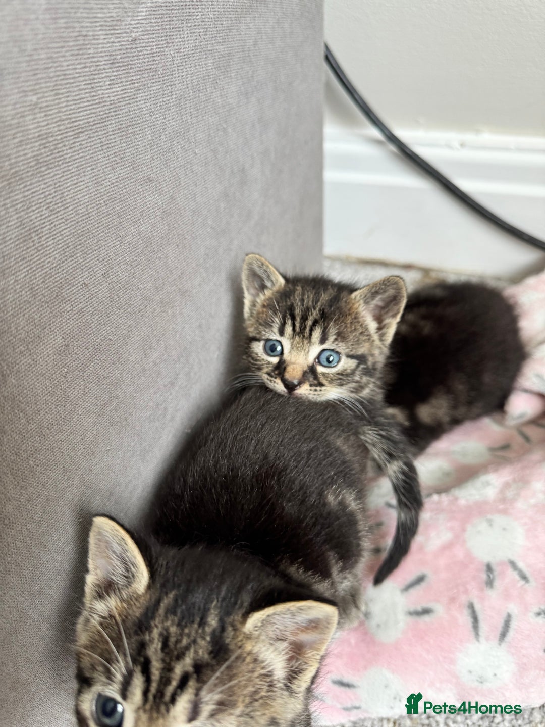 Mixed Breed cats for sale: Gorgeous Kittens ready to go in 2 weeks - Advert 26
