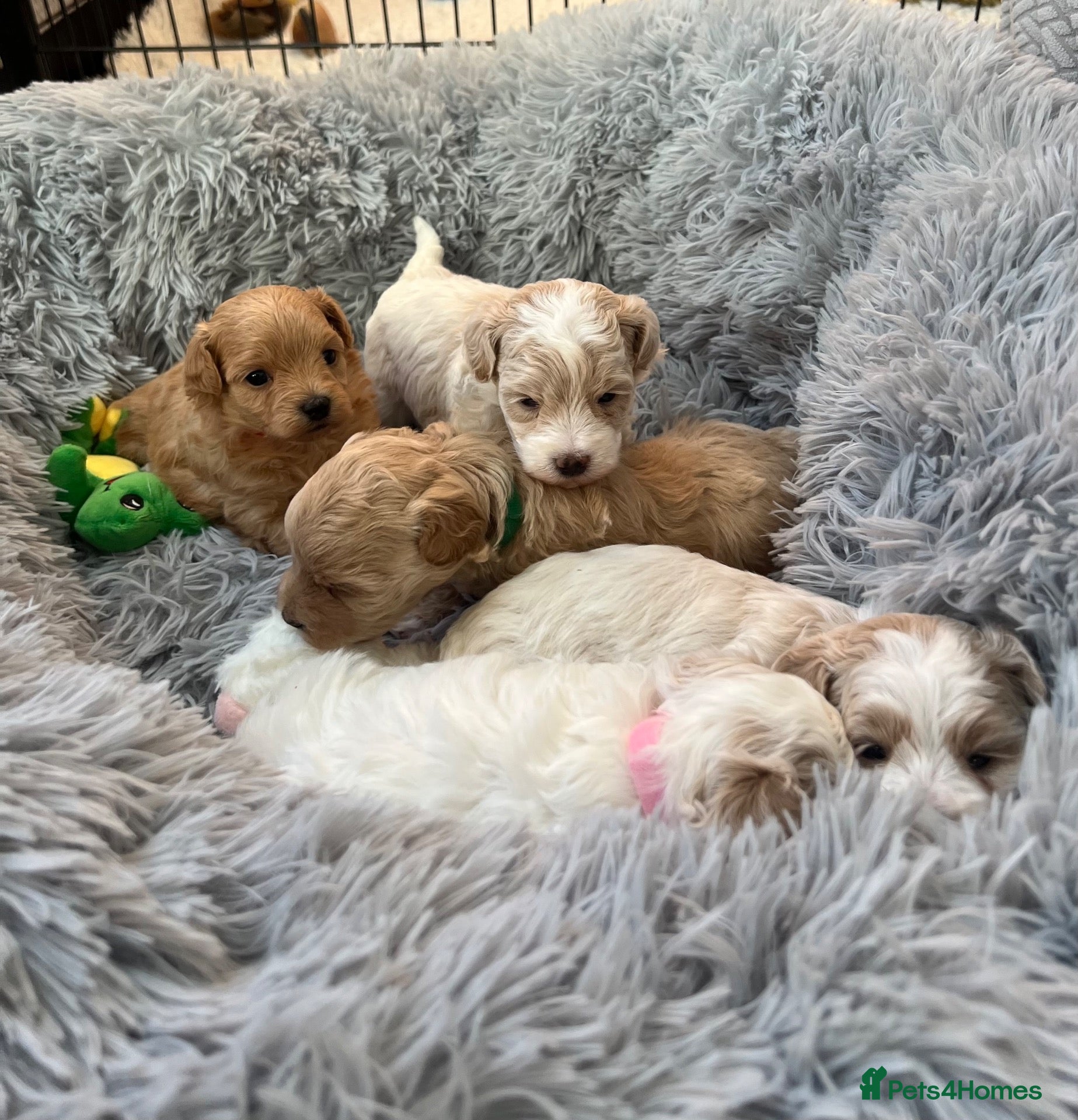 Maltipoo dogs for sale: Beautiful Maltipoochon puppies  - Advert 2