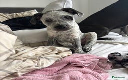 Mixed Breed dogs for sale: prince  - Image 2