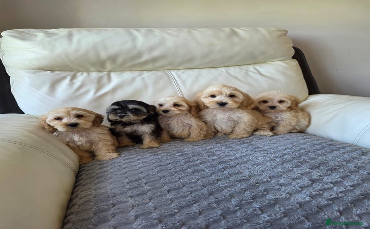Cockapoo dogs - Advert 4