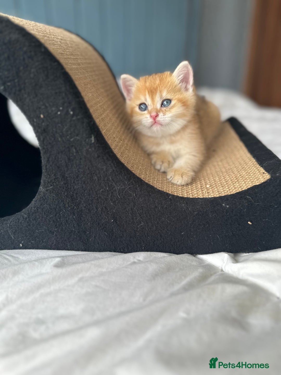 British Shorthair cats for sale: Stunning munchkin fur babies 😻🌼🌸🌺 - Image 23