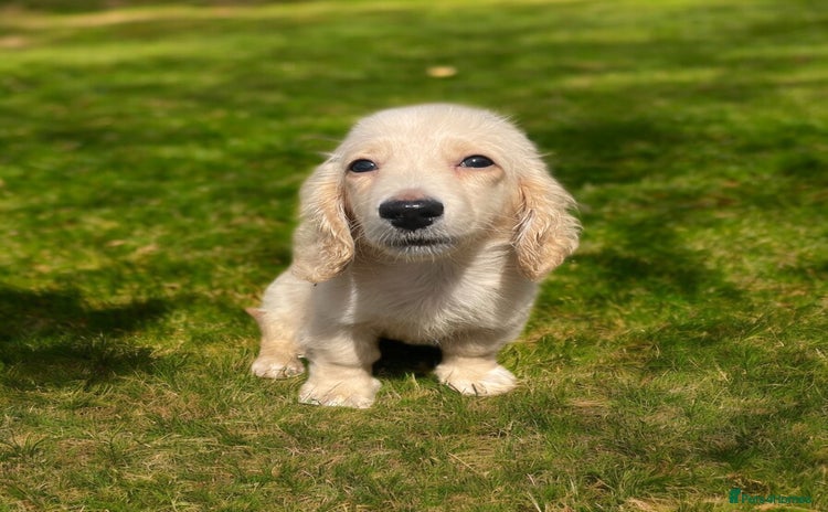 Dachshund dogs - Advert 2