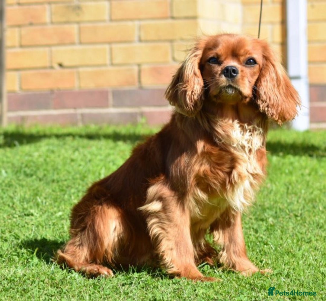 Cavalier King Charles Spaniel dogs for stud: PROVEN Heart and eye tested DE/CC/EF cavalier stud in Swansea - Advert 3