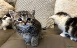 Mixed Breed cats for sale: 4 beautiful female kittens  - Advert 3