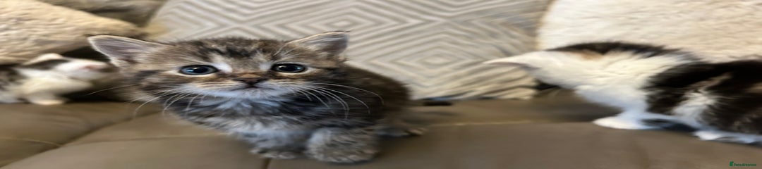 Mixed Breed Kitten 2