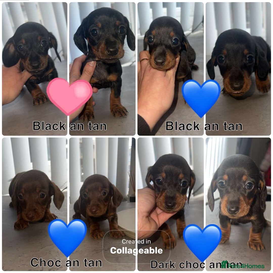 Dachshund dogs for sale: ✨Dachshunds 👀 for forever 🏡 £900 ONO✨ - Advert 2