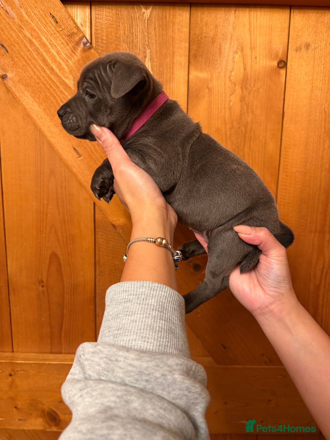 Staffordshire Bull Terrier dogs for sale: KC Registered/Health Tested Blue SBT Puppies - Advert 6