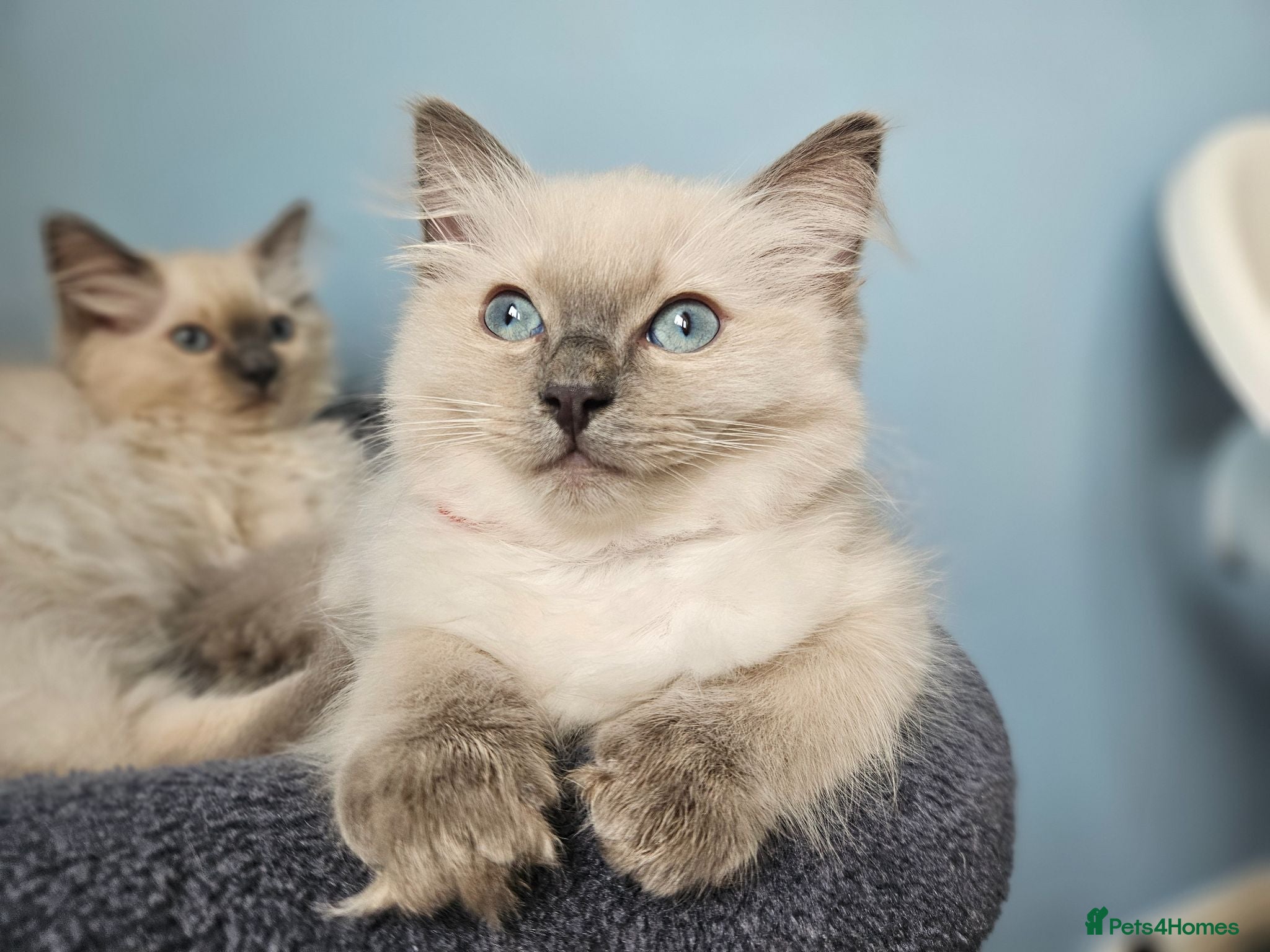 Ragdoll cats ❤️Beautiful RAGDOLL KITTEN ❤️ - Advert 10