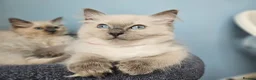Ragdoll cats for sale: ❤️Beautiful RAGDOLL KITTEN ❤️ - Advert 9
