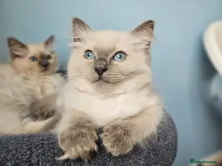 Ragdoll cats ❤️Beautiful RAGDOLL KITTEN ❤️ - Advert 10