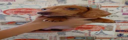 Miniature Dachshund dogs for sale: Beautiful Miniature Puppy Dachsung  - Advert 16