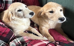 Golden Retriever dogs for sale: Beautiful Golden Retriever Puppies - Image 8