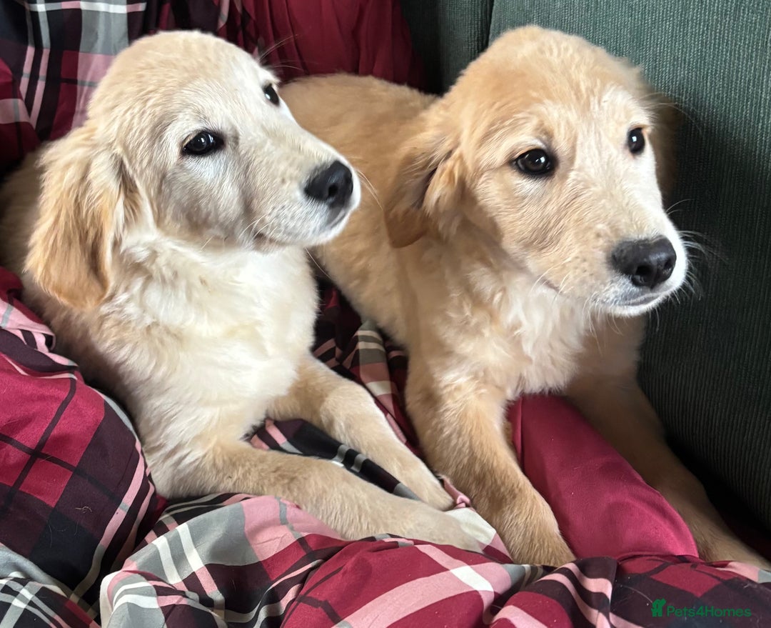 Golden Retriever dogs for sale: Beautiful Golden Retriever Puppies - Image 8