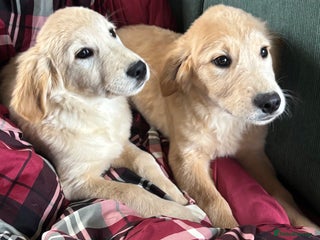 Golden Retriever dogs Beautiful Golden Retriever Puppies - Advert 6