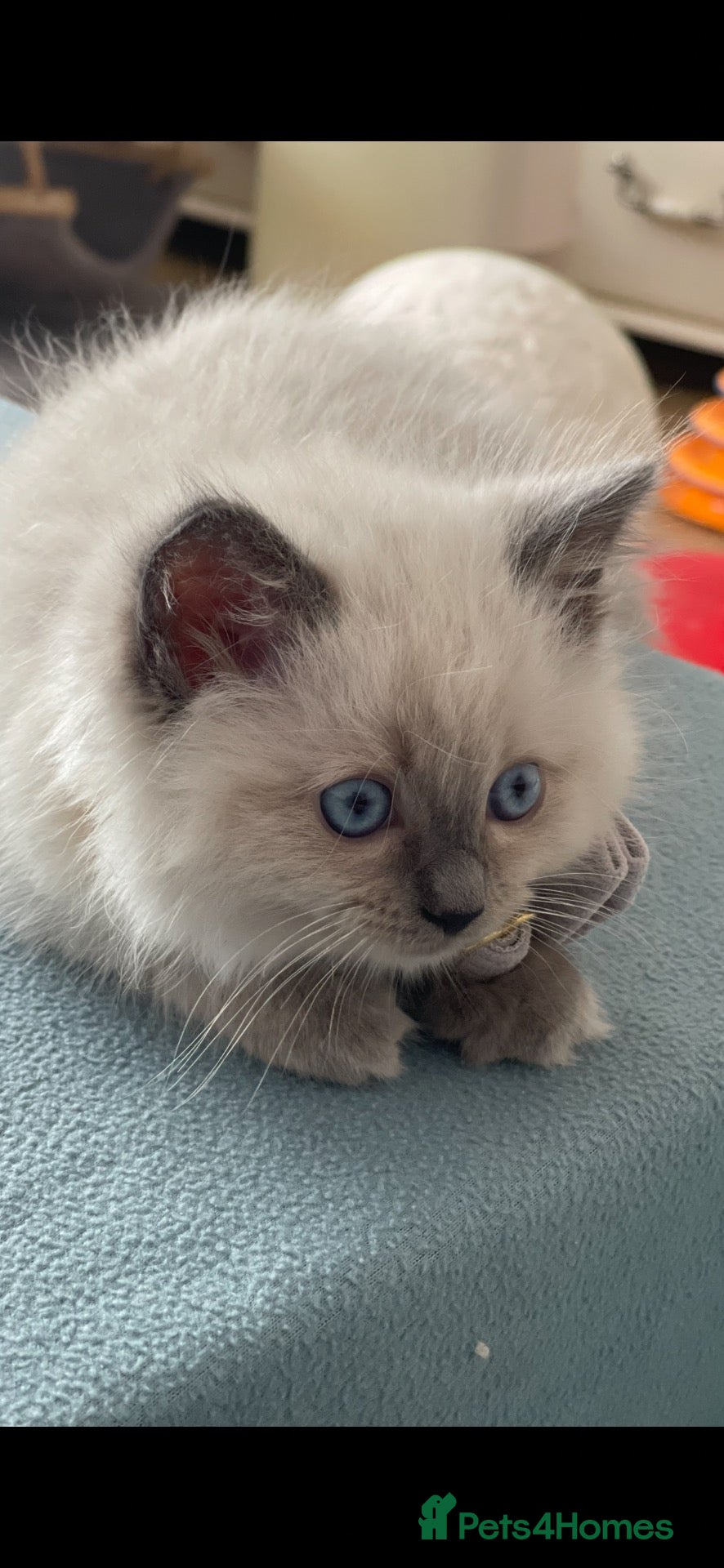 Ragdoll cats for sale: Stunning ragdoll kittens can go home now  - Advert 13
