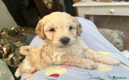 Cavapoo dogs for sale: Beautiful Cavipoo girl  - Image 1