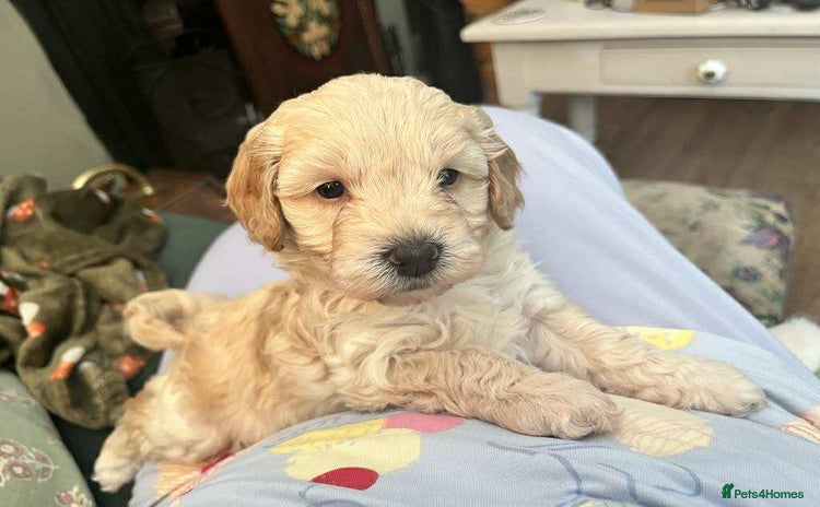 Cavapoo dogs - Advert 3