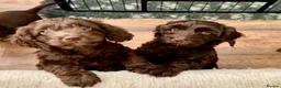 Cockapoo dogs for sale: WAITLIST FOR CHOCOLATE TAN COCKAPOOS NOW OPEN - Advert 4