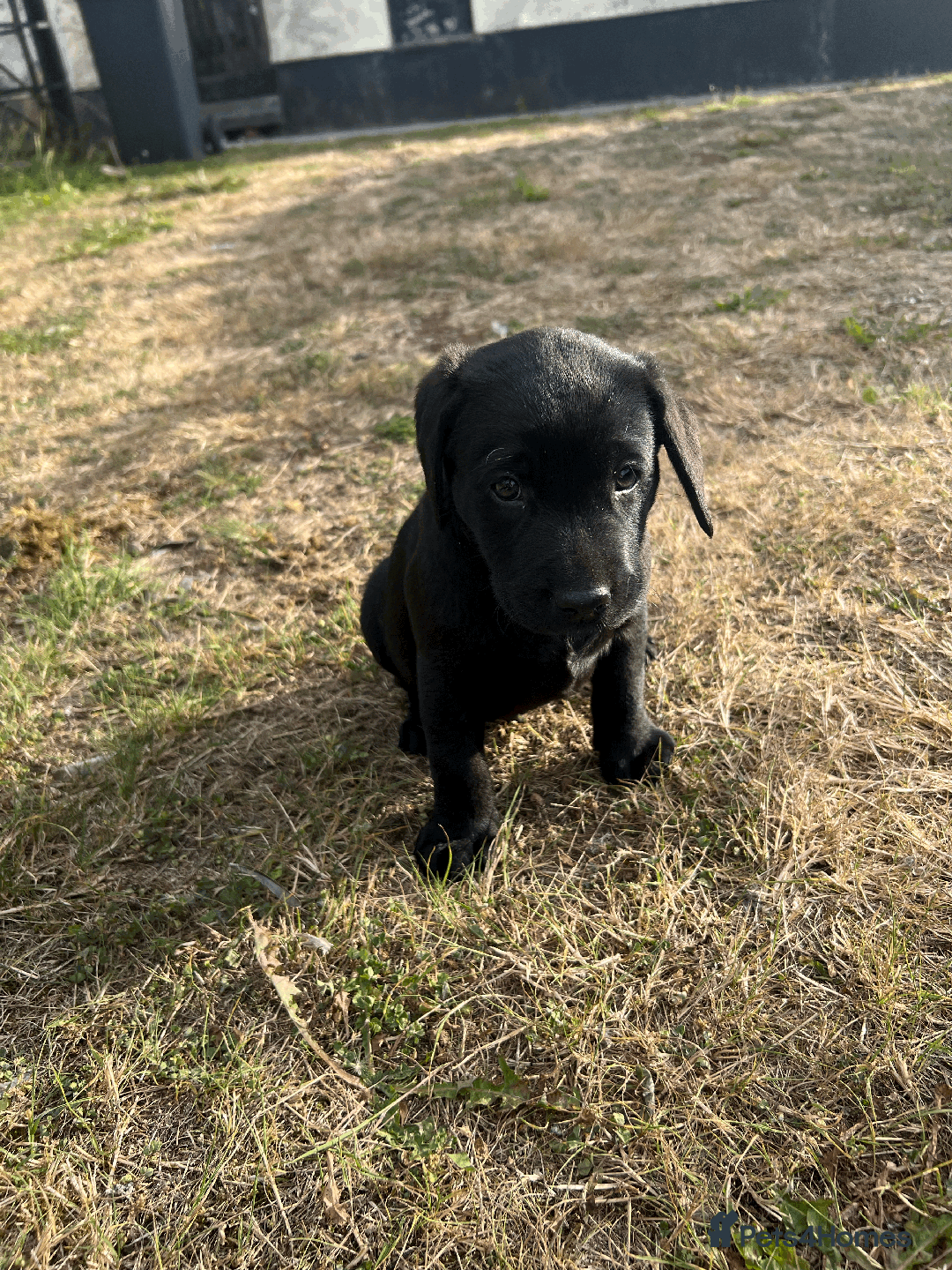 Labrador Retriever dogs for sale: Labrador Puppies  - Image 14