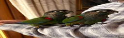 Conures birds for sale: Hand-reared Pearly Conure Chicks  - Advert 3