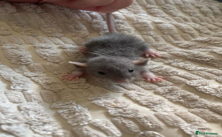 Rat rodents - Advert 11