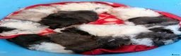 Guinea Pig rodents for sale: BEAUTIFUL BABY GUINEA PIGS, BOYS AND GIRLS - Advert 10