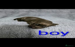 Cocker Spaniel dogs for sale: Cocker spaniel puppies - Advert 6