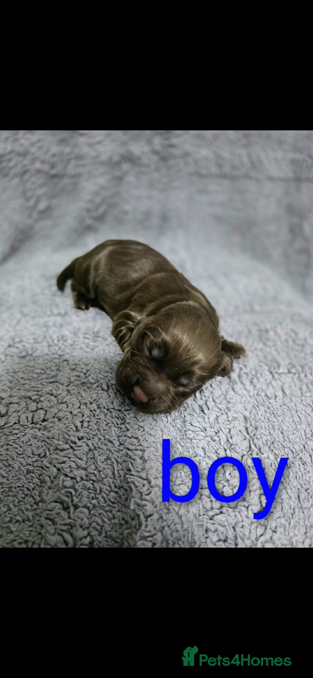 Cocker Spaniel dogs for sale: Cocker spaniel puppies - Advert 6