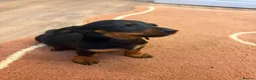 Dachshund dogs for sale: Beautiful puos - Advert 9