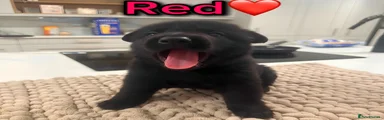 German Shepherd - RED