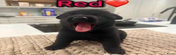 German Shepherd dogs for sale: Exceptional German Shepherd Puppies  - Advert 8