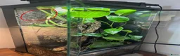 Scorpions invertebrates for sale: Tailless Whip Scorpion in Maidenhead - Advert 2