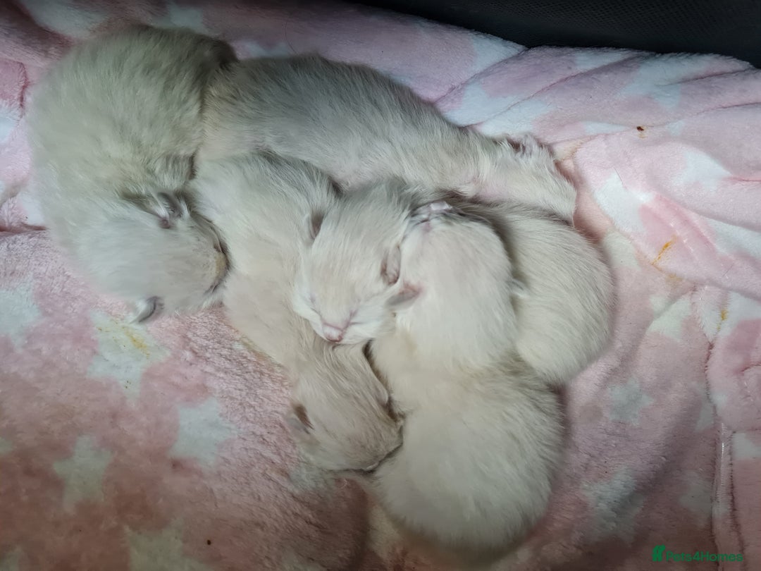 Ragdoll cats for sale: GCCF Registered Pedigree Ragdoll Kittens - Advert 10
