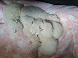 Ragdoll cats GCCF Registered Ragdoll Kittens - Advert 15