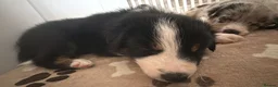 Border Collie dogs for sale: Blue Merle Tri Border Collie Puppies - Advert 12