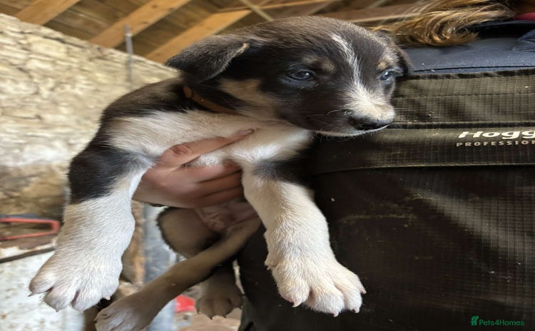 Border Collie dogs - Advert 4