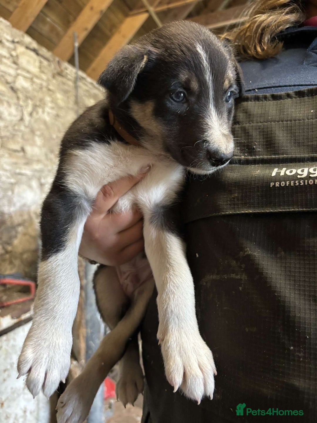 Border Collie dogs for sale: Collie pups  - Image 1
